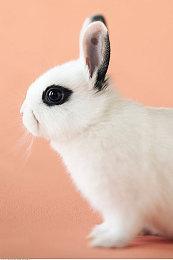 卡普空TGS特惠活动开启！《鬼武者2》等大作史低首折